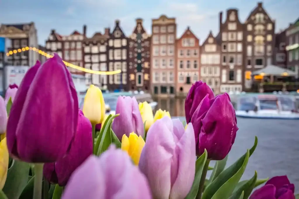 tulips visit amsterdam